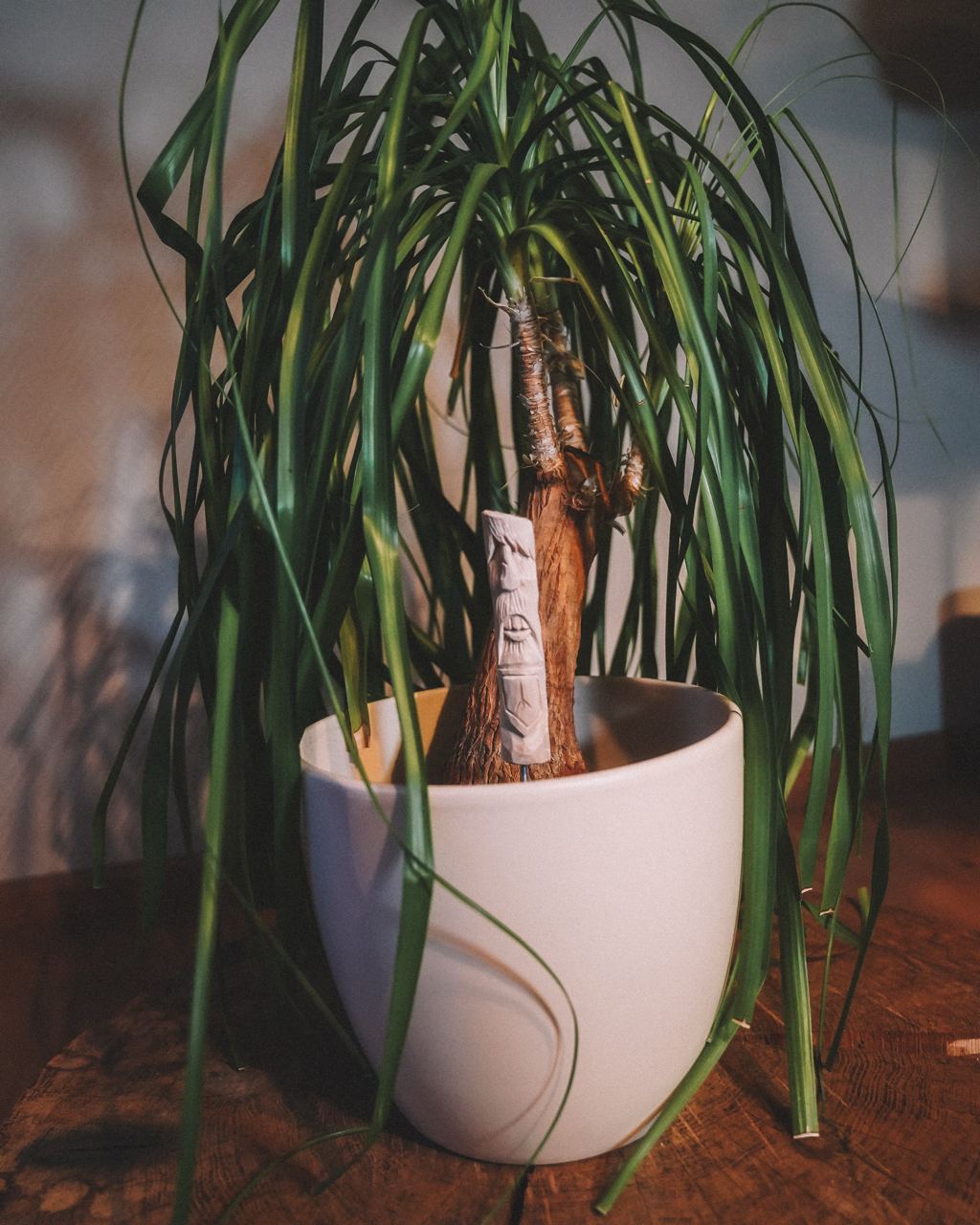 Wächter Weide Wilder Mann